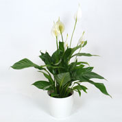 Planta de interior Spathiphyllum + Cachep Branco